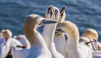 爱游戏中国官网-马德兴:闭口不提学习日本足球——再说俱乐部中性名