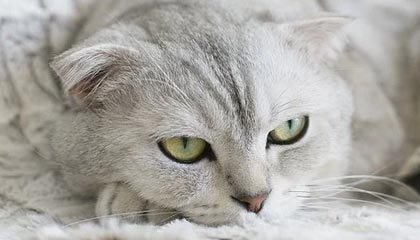 爱游戏娱乐-国足体能教练支援99国青 技术总监授课世界杯录像