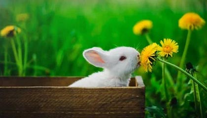 爱游戏平台体验-文霍斯特:交易哈登风险极大 将球星特权推向极致